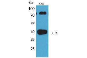 Western Blotting (WB) image for anti-CD2 (CD2) (N-Term) antibody (ABIN3187772) (CD2 抗体  (N-Term))