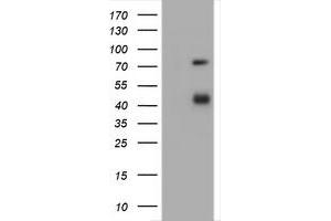 Image no. 1 for anti-CD2 (CD2) antibody (ABIN1497197) (CD2 抗体)