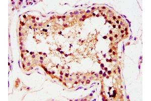 IHC image of ABIN7155699 diluted at 1:400 and staining in paraffin-embedded human testis tissue performed on a Leica BondTM system. (GSC 抗体  (AA 43-127))