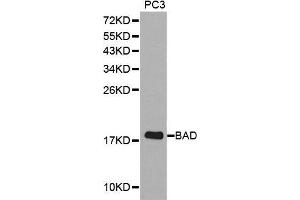 Western blot analysis of extracts of PC3 cell lines, using BAD antibody. (BAD 抗体  (C-Term))
