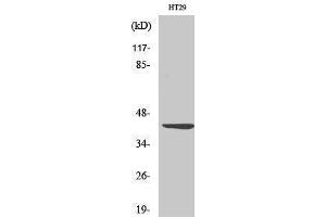 Western Blotting (WB) image for anti-Wingless-Type MMTV Integration Site Family, Member 1 (WNT1) (C-Term) antibody (ABIN3177949) (WNT1 抗体  (C-Term))