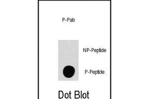 Dot blot analysis of anti-P4K4-p Phospho-specific Pab (R) on nitrocellulose membrane. (MAP4K4 抗体  (pSer801))