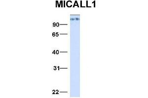 Host:  Rabbit  Target Name:  MICALL1  Sample Type:  293T  Antibody Dilution:  1. (MICAL-Like 1 抗体  (N-Term))