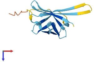 AlphaFold protein structure predicition of Mouse Recombinant Tcl1b1 Protein, UniprotID P56840