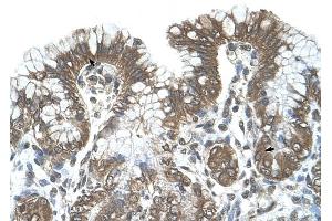 POFUT2 antibody was used for immunohistochemistry at a concentration of 4-8 ug/ml to stain Surface mucous cells and Epithelial cells of fundic gland (arrows) in Human Stomach.