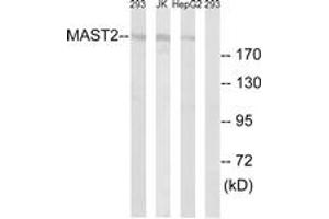 Western blot analysis of extracts from Jurkat/293/HepG2 cells, using MAST2 Antibody.