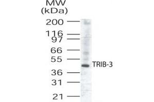 Western Blotting (WB) image for anti-Tribbles Homolog 3 (Drosophila) (TRIB3) (AA 315-332) antibody (ABIN208896) (TRIB3 抗体  (AA 315-332))