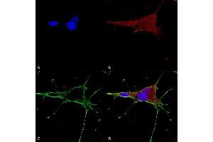 Immunocytochemistry (ICC) image for anti-Glutamate Receptor, Ionotropic, N-Methyl D-Aspartate 1 (GRIN1) (AA 42-361) antibody (Atto 390) (ABIN2483580)