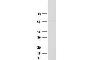 Validation with Western Blot (INPP5J Protein (Myc-DYKDDDDK Tag))