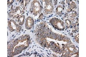 Immunohistochemical staining of paraffin-embedded Kidney tissue using anti-APP mouse monoclonal antibody. (APP 抗体)