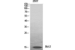 Western Blot (WB) analysis of specific cells using Bcl-2 Polyclonal Antibody. (Bcl-2 抗体  (Ser167))