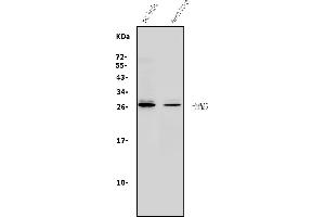 Western blot analysis of 14-3-3 Gamma/YWHAG using anti-14-3-3 Gamma/YWHAG antibody (ABIN7599673).