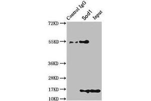 Western Blotting (WB) image for anti-Superoxide Dismutase 1, Soluble (SOD1) (AA 2-154) antibody (ABIN7177879)