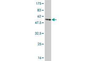 Western Blot detection against Immunogen (54. (TAZ 抗体  (AA 1-262))