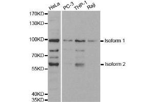Western blot analysis of extracts of various cell lines, using UHRF2 antibody. (UHRF2 抗体  (AA 76-359))