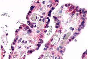Immunohistochemical staining of human placenta, villi with GPR78 polyclonal antibody .