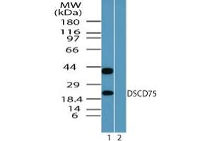 Image no. 2 for anti-Mesenchymal Stem Cell Protein DSCD75 (THEM6) (AA 200-250) antibody (ABIN960105) (THEM6 抗体  (AA 200-250))