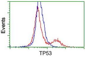 HEK293T cells transfected with either RC200003 overexpress plasmid (Red) or empty vector control plasmid (Blue) were immunostained by anti-TP53 antibody (ABIN2454485), and then analyzed by flow cytometry. (p53 抗体)