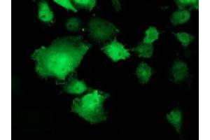 Anti-TOMM34 mouse monoclonal antibody (ABIN2454785) immunofluorescent staining of COS7 cells transiently transfected by pCMV6-ENTRY TOMM34 (RC201083). (TOMM34 抗体)