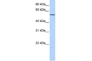 EMID2 antibody used at 1 ug/ml to detect target protein. (Collagen, Type XXVI, alpha 1 (COL26A1) (C-Term) 抗体)
