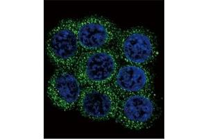 Immunofluorescence (IF) image for anti-Proprotein Convertase Subtilisin/kexin Type 2 (PCSK2) (AA 87-116) antibody (ABIN3032332)
