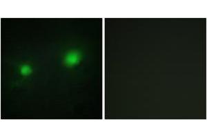 Immunofluorescence analysis of HuvEc cells, using MYST2 Antibody. (MYST2 抗体  (AA 131-180))