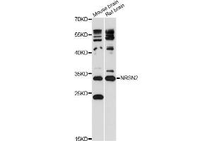 Western blot analysis of extracts of various cell lines, using NRSN2 antibody (ABIN6292539) at 1:3000 dilution. (NRSN2 抗体)