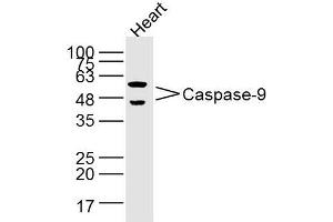 Heart lysates probed with Caspase-9 Polyclonal Antibody, Unconjugated  at 1:300 dilution and 4˚C overnight incubation. (Caspase 9 抗体  (AA 271-314))