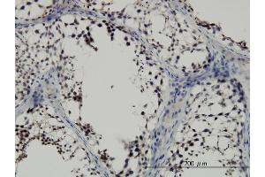 Immunoperoxidase of monoclonal antibody to SMAD2 on formalin-fixed paraffin-embedded human testis. (SMAD2 抗体  (AA 181-280))