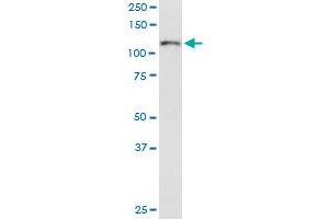 ITGA6 MaxPab polyclonal antibody. (ITGA6 抗体  (AA 1-1073))