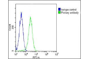 Overlay histogram showing Hela cells stained with (green line). (RPS2 抗体  (AA 248-379))