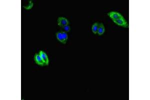 Immunofluorescent analysis of HepG2 cells using ABIN7157934 at dilution of 1:100 and Alexa Fluor 488-congugated AffiniPure Goat Anti-Rabbit IgG(H+L) (AVL9 抗体  (AA 162-432))