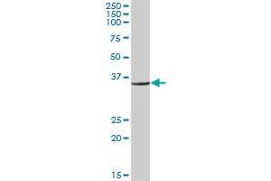 RPL6 MaxPab polyclonal antibody. (RPL6 抗体  (AA 1-288))