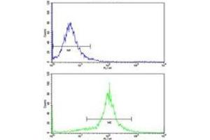 Flow cytometric analysis of WiDr cells using ACADM antibody (bottom histogram) compared to a negative control (top histogram). (Medium-Chain Specific Acyl-CoA Dehydrogenase, Mitochondrial (MCAD) (AA 189-217) 抗体)