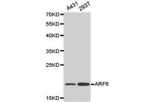 Western Blotting (WB) image for anti-ADP-Ribosylation Factor 6 (ARF6) antibody (ABIN1871073) (ARF6 抗体)