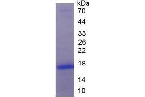 Image no. 1 for Platelet Derived Growth Factor A (PDGFA) (AA 94-194) (Active) protein (His tag) (ABIN6239819)