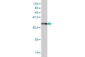 Western Blotting (WB) image for anti-B-Cell Receptor-Associated Protein 29 (BCAP29) (AA 125-241) antibody (ABIN527826)