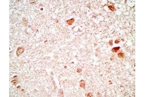 Rat brain tissue stained by Rabbit Anti_NERP-1 (Human) Antibody (NERP-1 抗体  (Preproprotein))