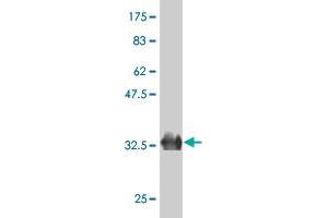 Western Blot detection against Immunogen (36. (ZFP14 抗体  (AA 70-161))