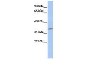 Image no. 1 for anti-Paired-Like Homeodomain 1 (PITX1) (AA 36-85) antibody (ABIN6740295) (PITX1 抗体  (AA 36-85))