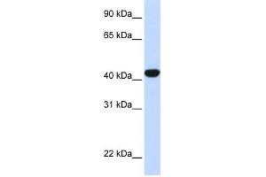 WB Suggested Anti-FAH Antibody Titration:  0. (FAH 抗体  (N-Term))
