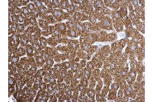 IHC-P Image ETFA antibody detects ETFA protein at mitochondria on mouse liver by immunohistochemical analysis. (ETFA 抗体  (Center))