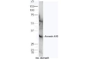 Mouse stomach lysates probed with Rabbit Anti-Annexin A10 Polyclonal Antibody, Unconjugated (ABIN710081) at 1:300 overnight at 4˚C. (Annexin a10 抗体  (AA 251-324))