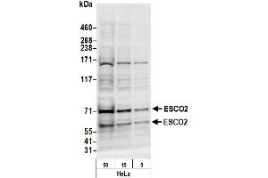 anti-Establishment of Cohesion 1 Homolog 2 (ESCO2) (AA 200-250) antibody