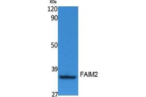 Western Blotting (WB) image for anti-Fas Apoptotic Inhibitory Molecule 2 (FAIM2) (N-Term) antibody (ABIN3178099) (FAIM2 抗体  (N-Term))