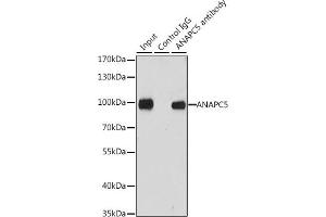 Immunoprecipitation (IP) image for anti-Anaphase Promoting Complex Subunit 5 (ANAPC5) (AA 1-250) antibody (ABIN6136867)