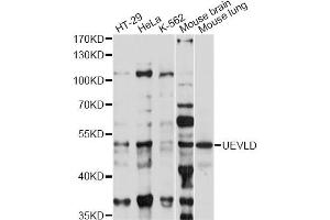 Western blot analysis of extracts of various cell lines, using UEVLD antibody (ABIN6294015) at 1:1000 dilution.
