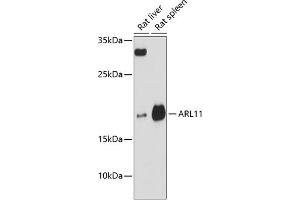 Western blot analysis of extracts of various cell lines, using  antibody (ABIN6131174, ABIN6137107, ABIN6137108 and ABIN6217159) at 1:3000 dilution. (ARL11 抗体  (AA 1-196))