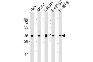 Western Blot at 1:2000 dilution Lane 1: Hela whole cell lysates Lane 2: MCF-7 whole cell lysates Lane 3: NIH/3T3 whole cell lysates Lane 4: SH-SY5Y whole cell lysates Lane 5: SK-BR-3 whole cell lysates Lysates/proteins at 20 ug per lane. (Annexin A2 抗体  (N-Term))