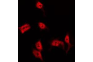 ABIN6274518 staining 293 by IF/ICC. (BRMS1 抗体  (N-Term))